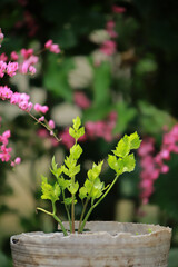 flowers in a garden