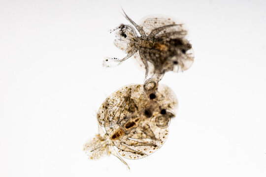 Patterns and backgrounds of Parasitic (Argulus sp. And (Clinostomum sp.), Study of Argulus sp. And Clinostomum sp. under microscope view in laboratory.