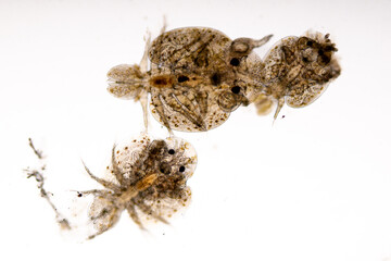 Patterns and backgrounds of Parasitic (Argulus sp. And (Clinostomum sp.), Study of Argulus sp. And Clinostomum sp. under microscope view in laboratory.