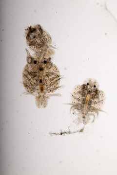 Patterns and backgrounds of Parasitic (Argulus sp. And (Clinostomum sp.), Study of Argulus sp. And Clinostomum sp. under microscope view in laboratory.