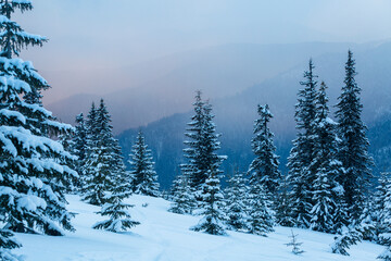 Massifs of spruce forest are covered with white snow in the winter mountains