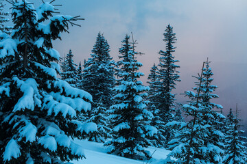 Spruce trees covered with white fluffy snow in the winter mountain forest with sunset sky