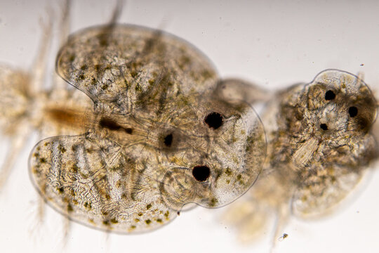 Patterns and backgrounds of Parasitic (Argulus sp. And (Clinostomum sp.), Study of Argulus sp. And Clinostomum sp. under microscope view in laboratory.