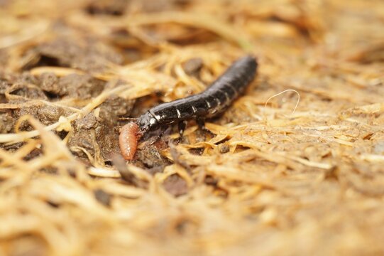Selective focus closeup shot of a Earwing insect