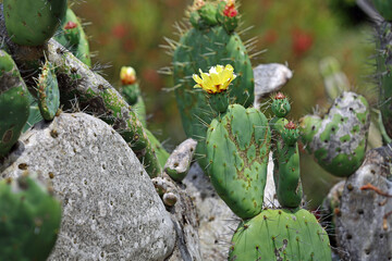 Cactus like stone - California