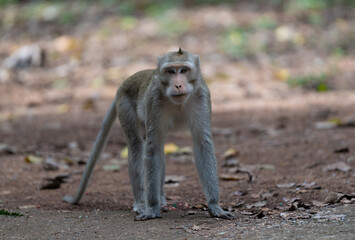 Macaque Thai Monkeys 