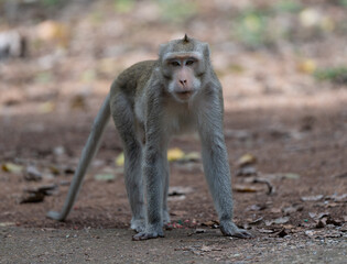 Naklejka na ściany i meble Macaque Thai Monkeys 