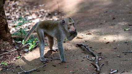 Macaque Thai Monkeys 