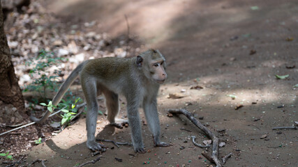 Obraz premium Macaque Thai Monkeys 