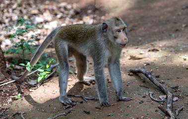 Macaque Thai Monkeys 
