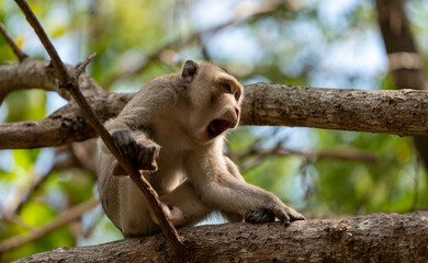 Naklejka na ściany i meble Macaque Thai Monkeys 