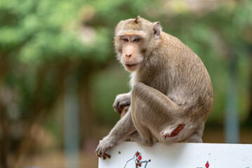 Macaque Thai Monkeys 