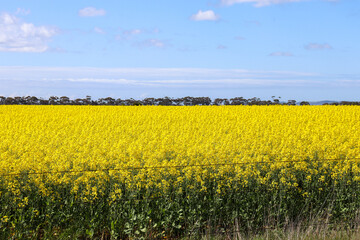 rapeseed canola field in spring