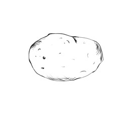 One potato, sketch and line art illustration