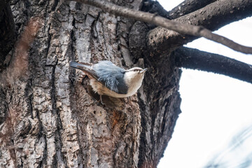 Eurasian nuthatch or wood nuthatch, lat. Sitta europaea, sitting on a tree trunk with a blurred background.