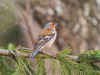 Common chaffinch, Fringilla coelebs, sits on a tree. Common chaffinch in wildlife.