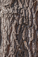 The texture of the bark of an old willow