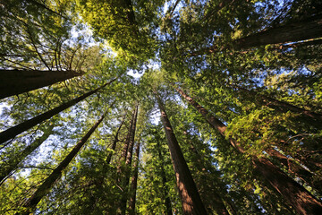Redwood trees on blue sky - Redwood National Park, California
