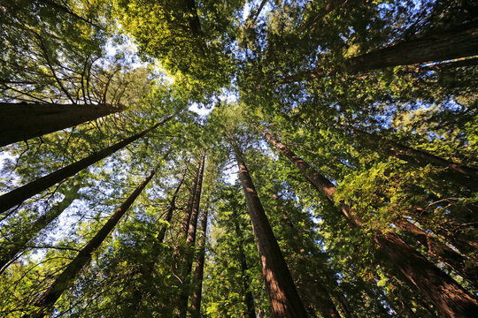 Redwood trees on blue sky - Redwood National Park, California © jerzy