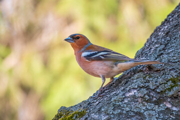 Common chaffinch, Fringilla coelebs, sits on a tree. Common chaffinch in wildlife.