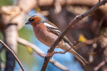 Common chaffinch, Fringilla coelebs, sits on a tree. Common chaffinch in wildlife.