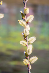Nature awakes in spring. Blooming willow twigs and furry willow-catkins, so called seals or cats. Holly willow, Salix caprea, is a national symbol of Ukraine.