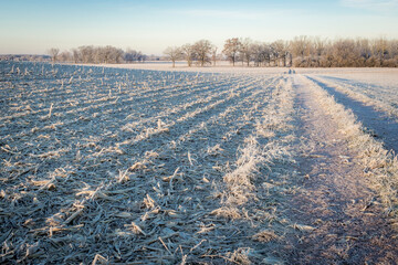 White frost on a hilly field of cornstalks with a farm lane leading to fields and trees.