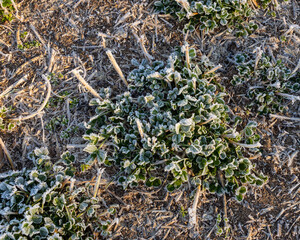 A rosette of alfalfa with heavy white frost.