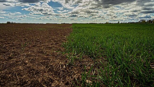 Timelapse wide shot, dead crop and healthy crop separated by a straight line