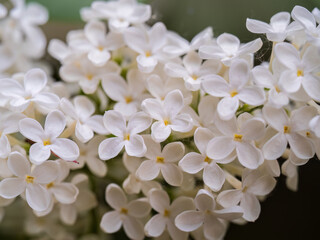 White Blooming Lilac Flowers in spring with blured background