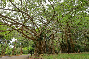 Obraz premium Kenting National Forest Recreation Area in Hengchun Township, Pingtung County, Taiwan