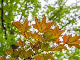 Tree branch with dark red leaves, Acer platanoides, the Norway maple Crimson King. Red Maple acutifoliate Crimson King, young plant with green background.