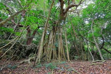Kenting National Forest Recreation Area in Hengchun Township, Pingtung County, Taiwan