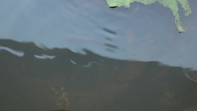 video of a group of catfish looking for food at the bottom of clear water