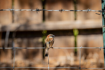 Sparrows