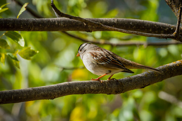 Sparrows