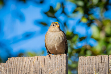 Sparrows