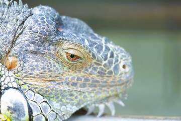 The eyes of the iguana are reddish yellow.