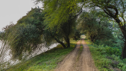 Obraz premium A dirt road runs along the lakeshore in the jungle. Ruts are visible. Green grass on the roadsides. The trees bent over the water. India. Sariska National Park