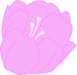 Tulip floral flower,png