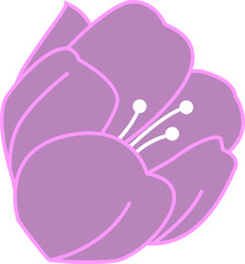 Tulip floral flower,png