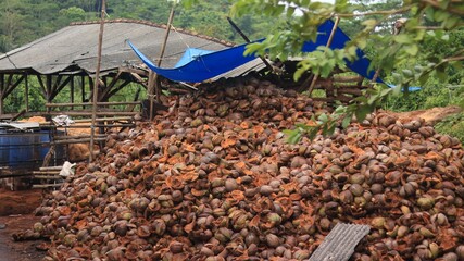 a pile of coconuts cut in half on an organic farm