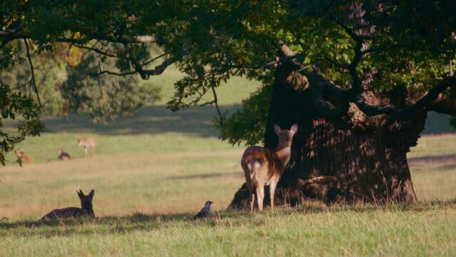 fallow deer hinds in shade of large oak tree