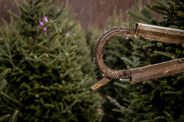 Christmas Tree Choose and Cut