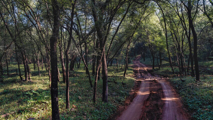 Fototapeta na wymiar Dirt road for safari in the shady jungle. Ruts on moist soil. A family of peacocks walks in the grass. Thickets of trees around. India. Ranthambore National Park