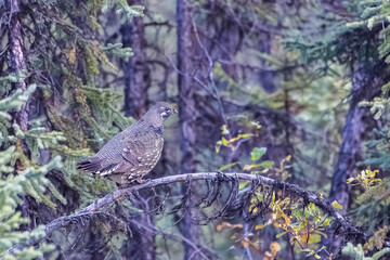 Spruce Grouse, Falcipennis canadensis, wild bird in Yukon, Canada, in autumn
