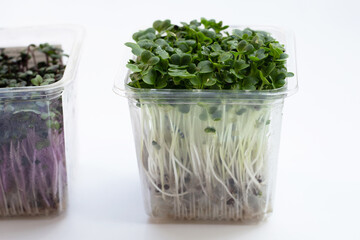 Kale sprouts with red cabbage sprouts on white background.