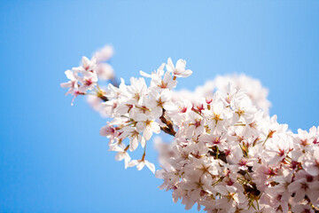 Cherry blossoms  busan city in south korea.