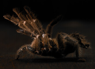 a tarantula husk sits empty 