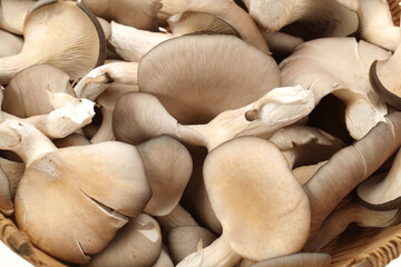 oyster mushroom on white background